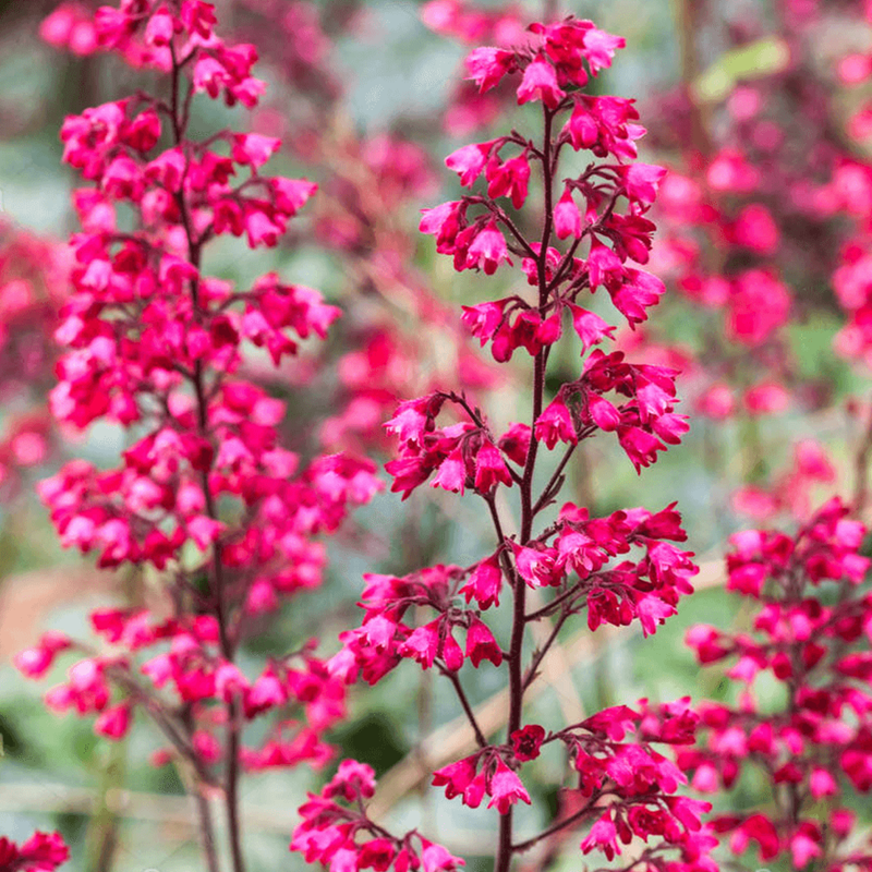 Żurawka (Heuchera spp.), Kalisz