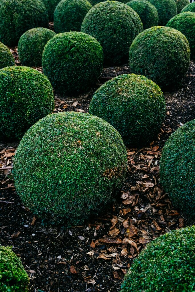 Bukszpan wieczniezielony (Buxus sempervirens), Kalisz