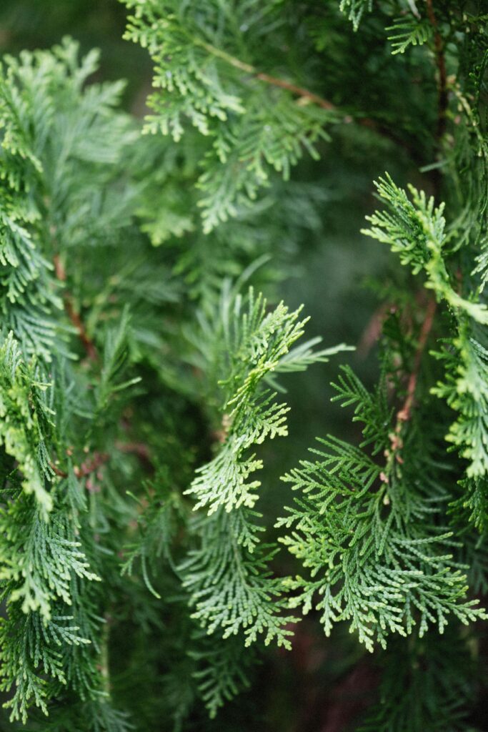 Tuja szmaragd (Thuja occidentalis ‘Smaragd’), Kalisz