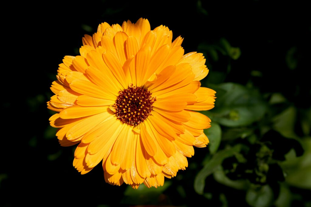 Nagietek lekarski (Calendula officinalis), Kalisz