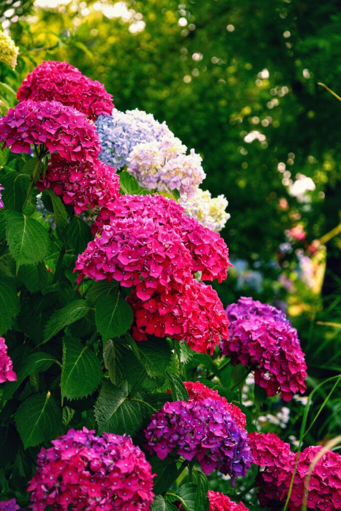 Hortensja ogrodowa (Hydrangea macrophylla), Kalisz