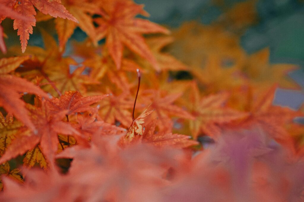 Klon palmowy (Acer palmatum), Kalisz