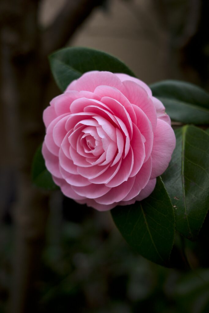 Kamelia japońska (Camellia japonica), Kalisz