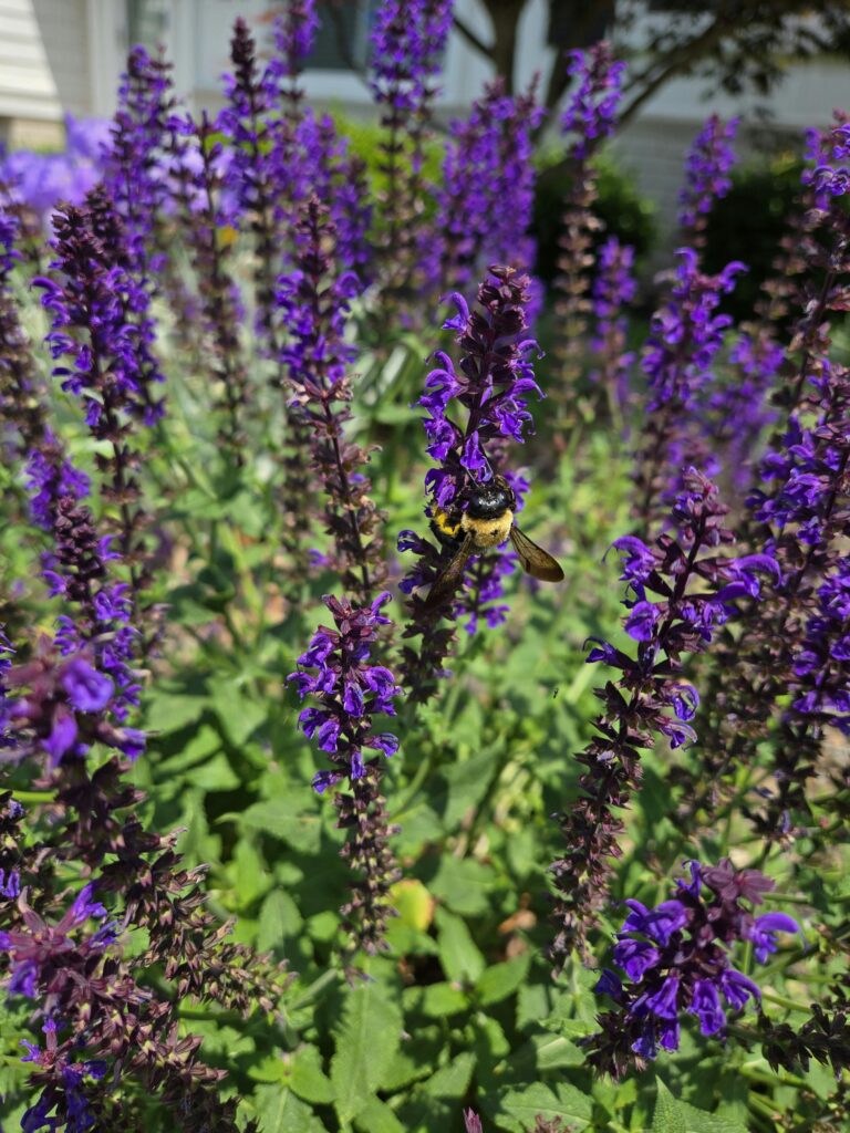 Szałwia omszona (Salvia nemorosa), Kalisz