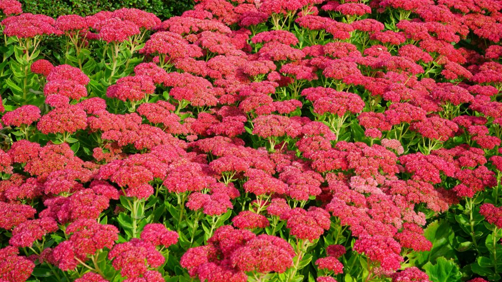 Rozchodnik okazały (Sedum spectabile), Kalisz