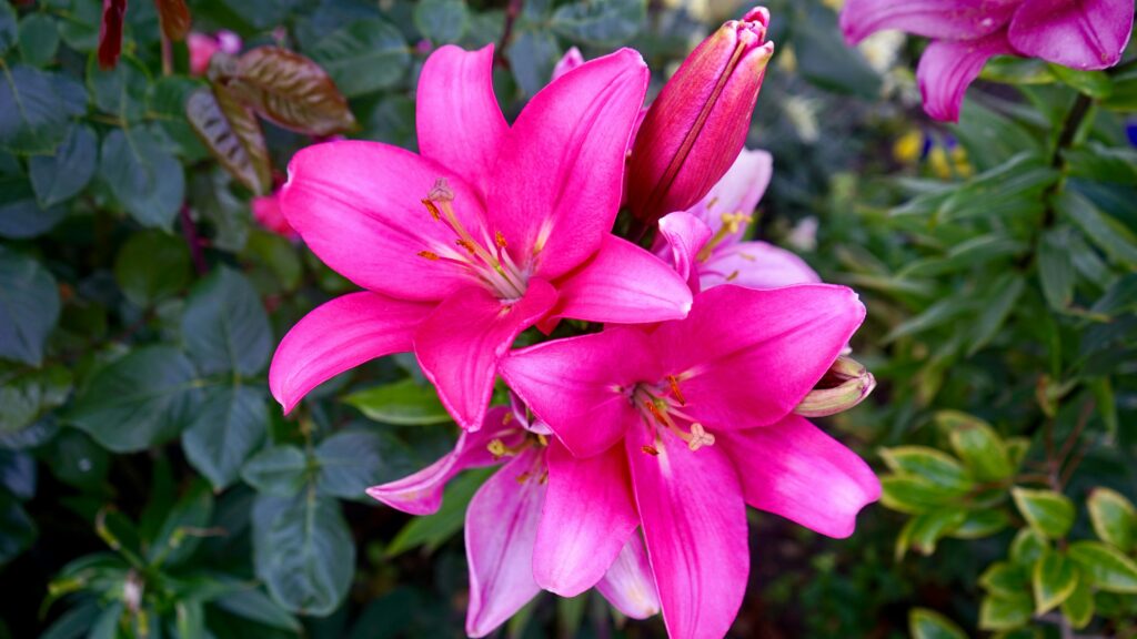 Lilia orientalna (Lilium spp.), Kalisz