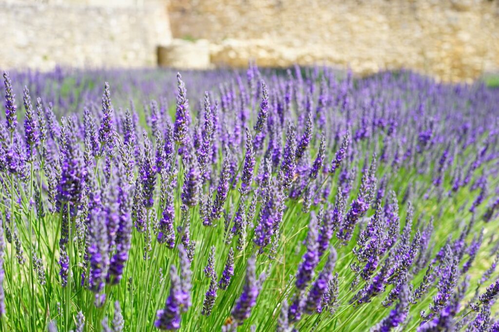 Lawenda wąskolistna (Lavandula angustifolia), kalisz
