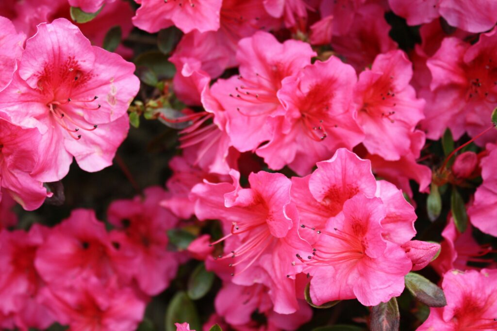 Azalia japońska (Rhododendron obtusum), Kalisz
