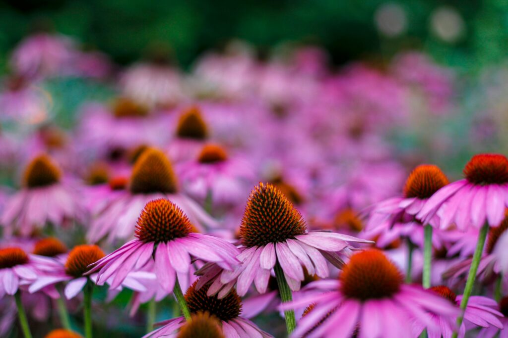 Jeżówka purpurowa (Echinacea purpurea), Kalisz