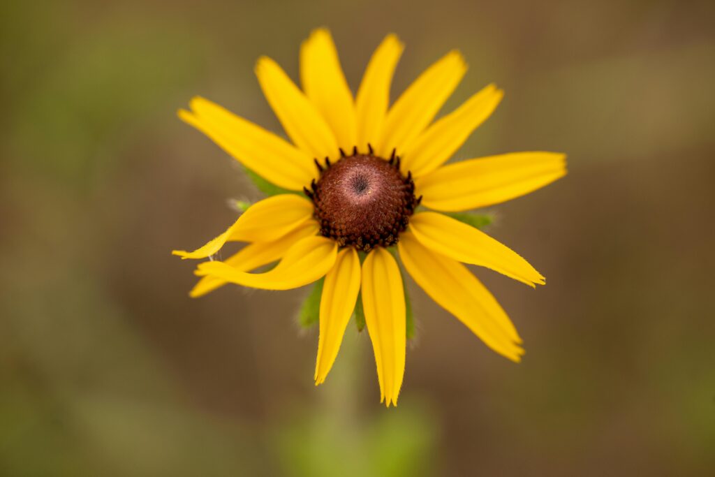 Rudbekia błyskotliwa (Rudbeckia fulgida), Kalisz