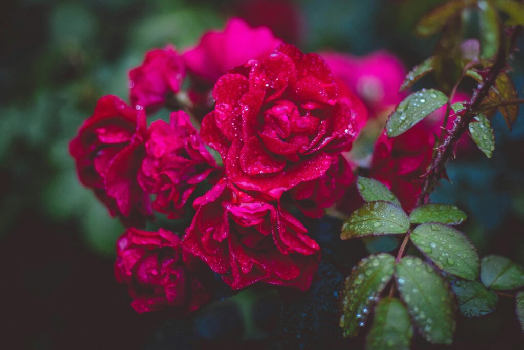 Róża wielkokwiatowa (Rosa hybrida), Kalisz